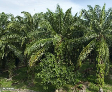 Hectares of Palm Farm